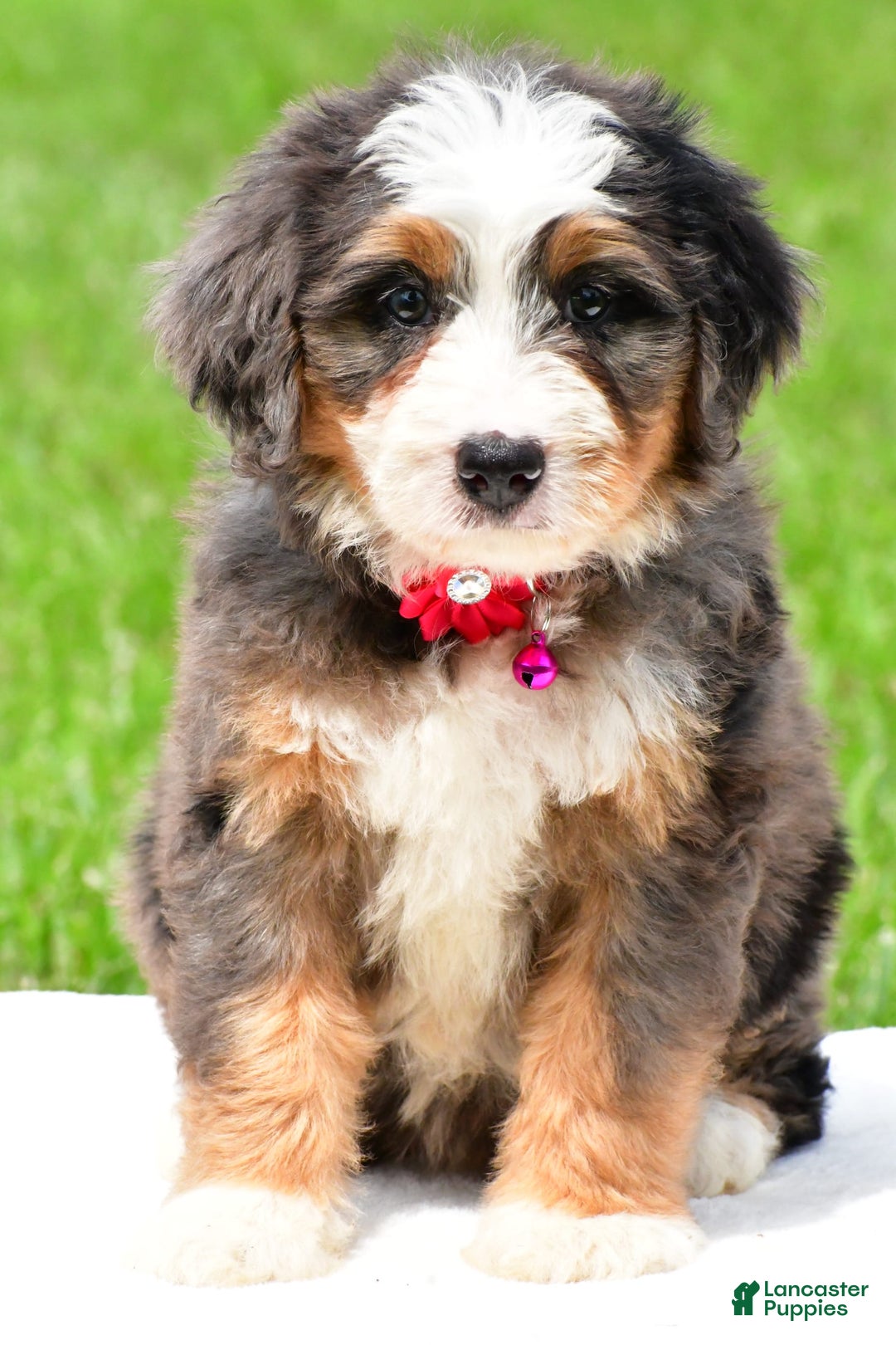 Mini Bernedoodle dogs for sale: Jade - Image 1