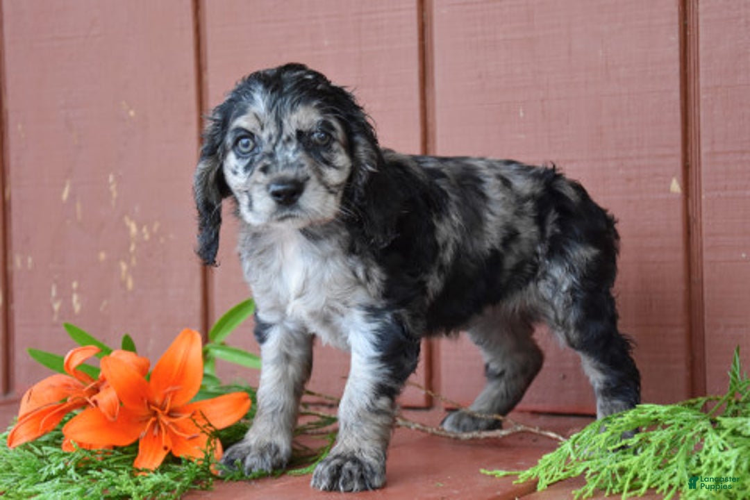 Cocker Spaniel dogs for sale: Dandelion - Image 1