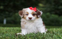 Miniature Australian Shepherd dogs for sale: Trixie - Image 1