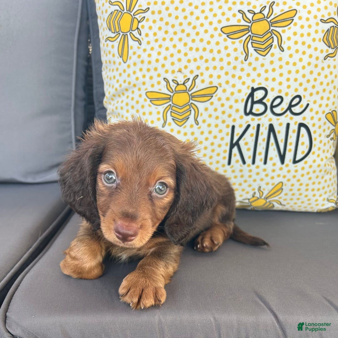 Miniature Dachshund dogs for sale: Rusty - Image 4