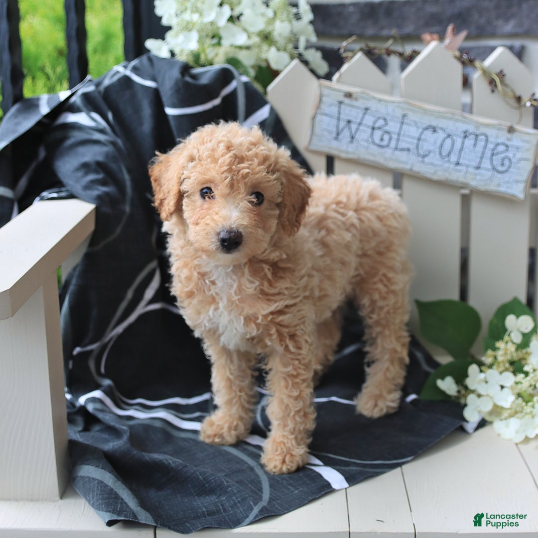 Miniature Poodle dogs for sale: Macy - Image 5