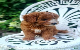 Cavapoo dogs for sale: Freedom - Image 6