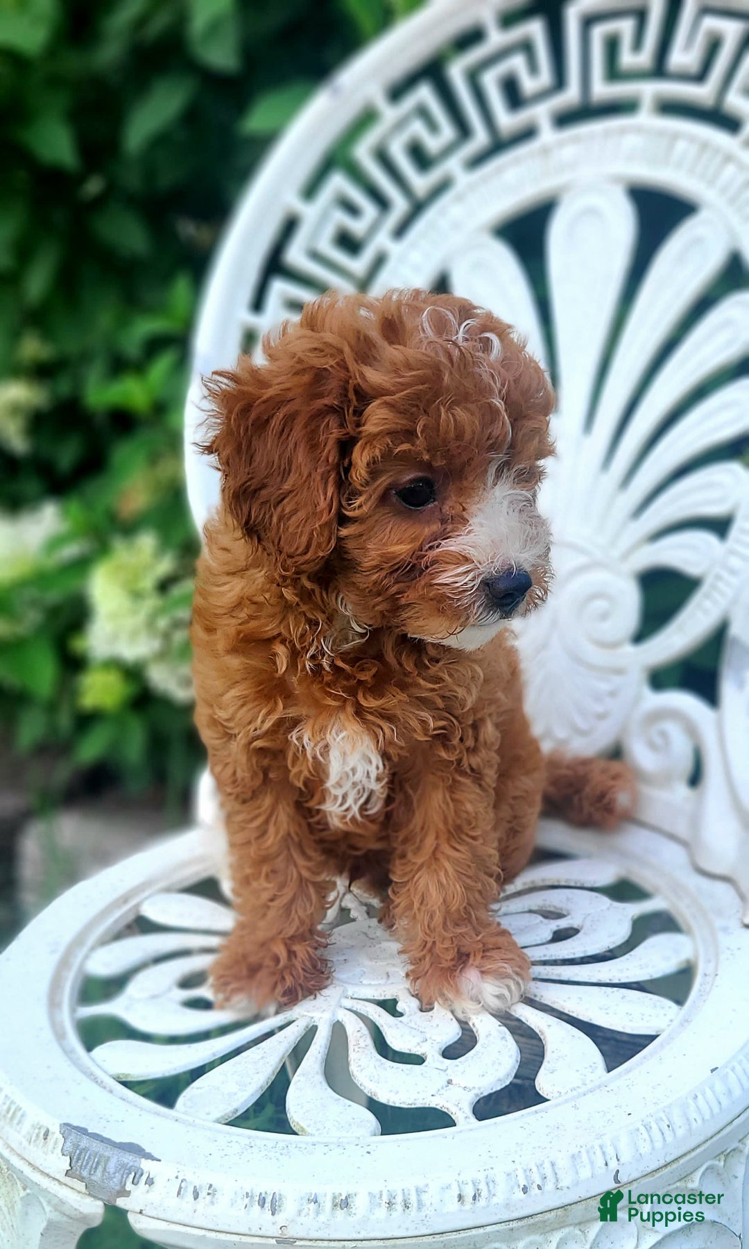 Cavapoo dogs for sale: Freedom - Image 6