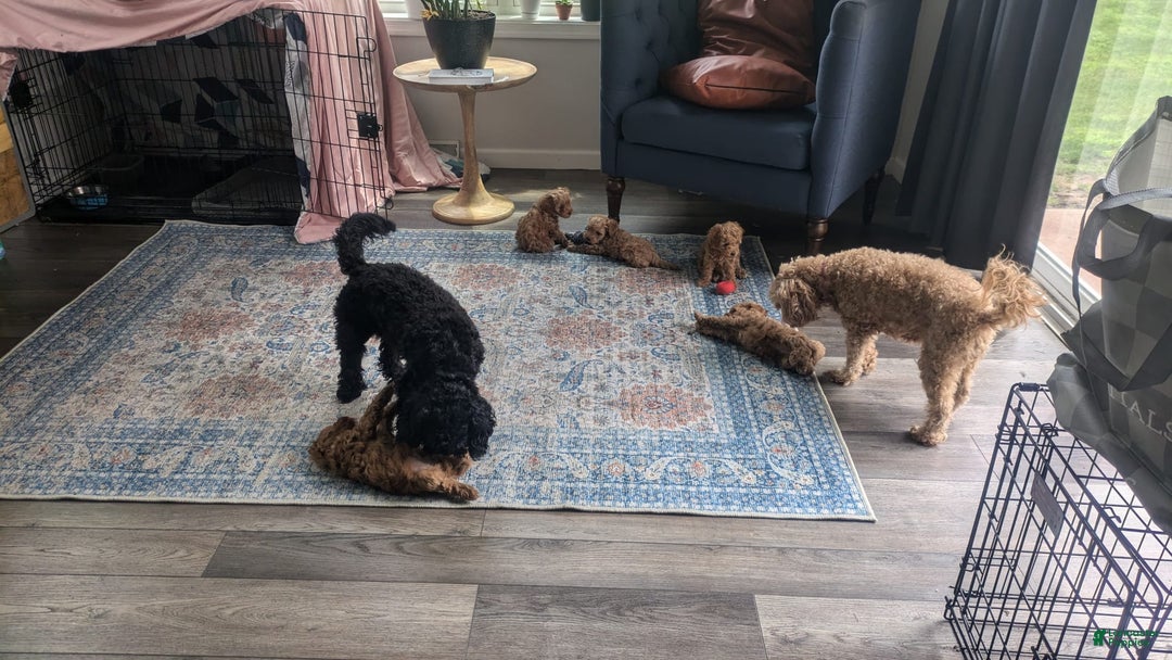 Cockapoo dogs for sale: Bailey - Image 7