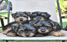 Yorkshire Terrier dogs for sale: Teddy - Image 2