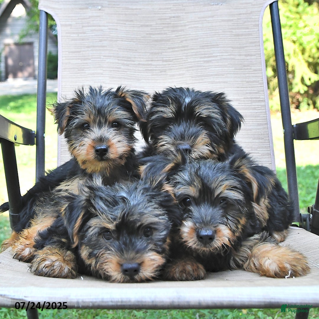 Yorkshire Terrier dogs for sale: Teddy - Image 2