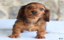 Miniature Dachshund dogs for sale: Darla - Image 5