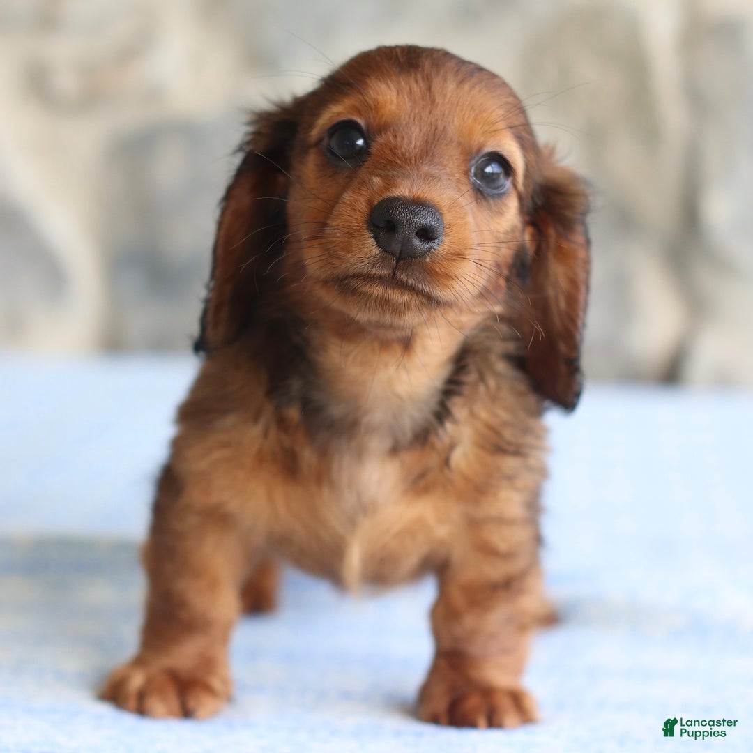 Miniature Dachshund dogs for sale: Darla - Image 5