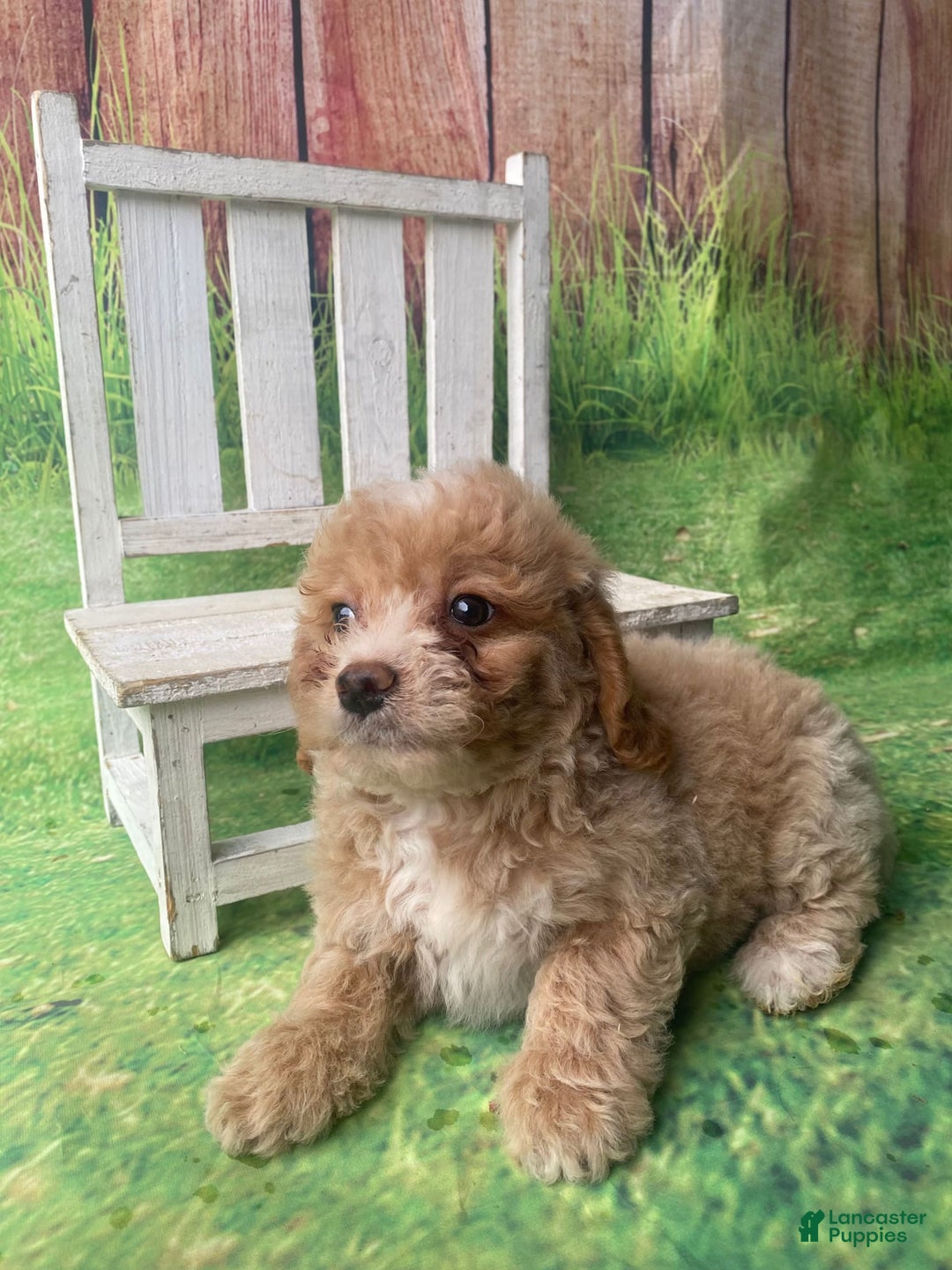 Mini Goldendoodle dogs for sale: Lani - Image 6