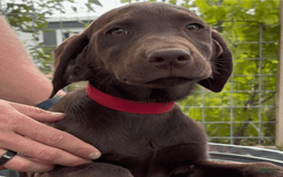 Labrador Retriever dogs for sale: Mocha - Image 3
