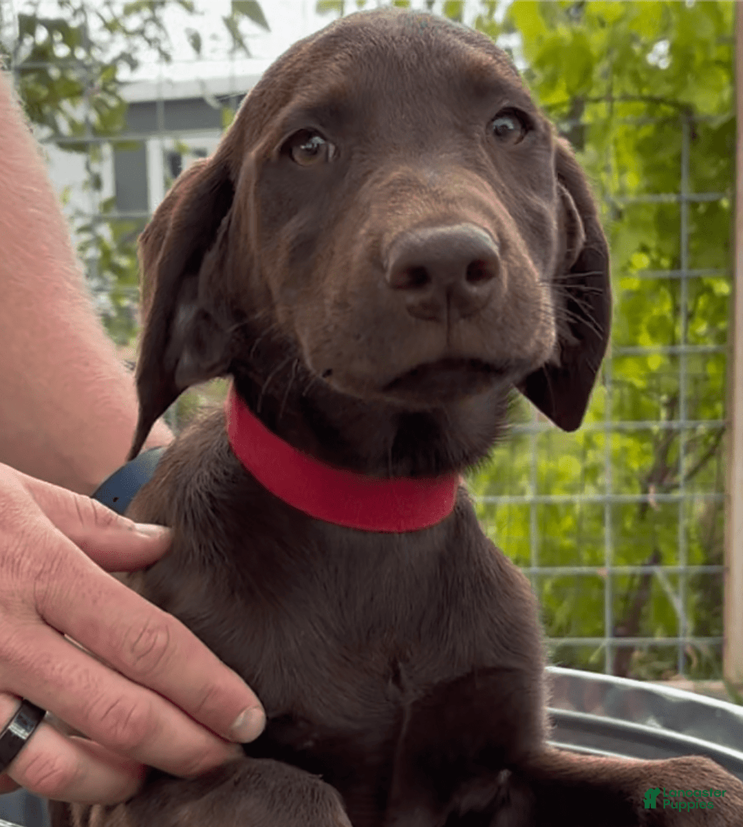Labrador Retriever dogs for sale: Mocha - Image 3