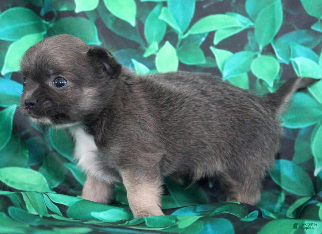 Chihuahua dogs for sale: Dash - Image 8