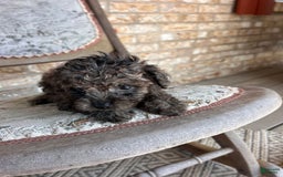 Cavapoo dogs for sale: Riley - Image 1
