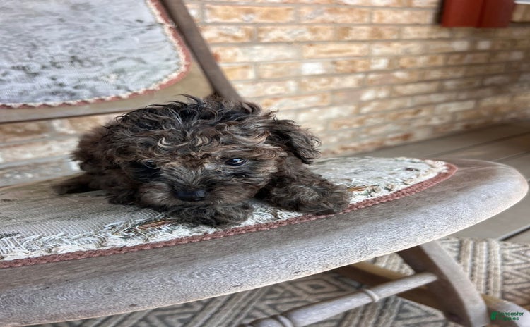 Cavapoo dogs for sale - Ad 5