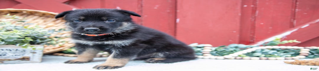 Scout