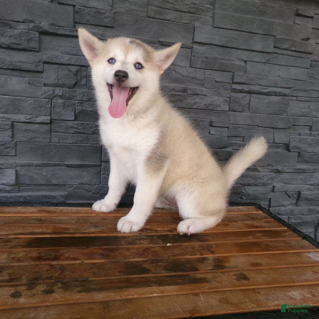 Pomsky dogs for sale: Silas - Image 24
