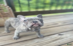 French Bulldog dogs for sale: Dallas - Image 4