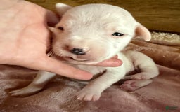 Dogo Argentino dogs for sale: M6 - Image 2