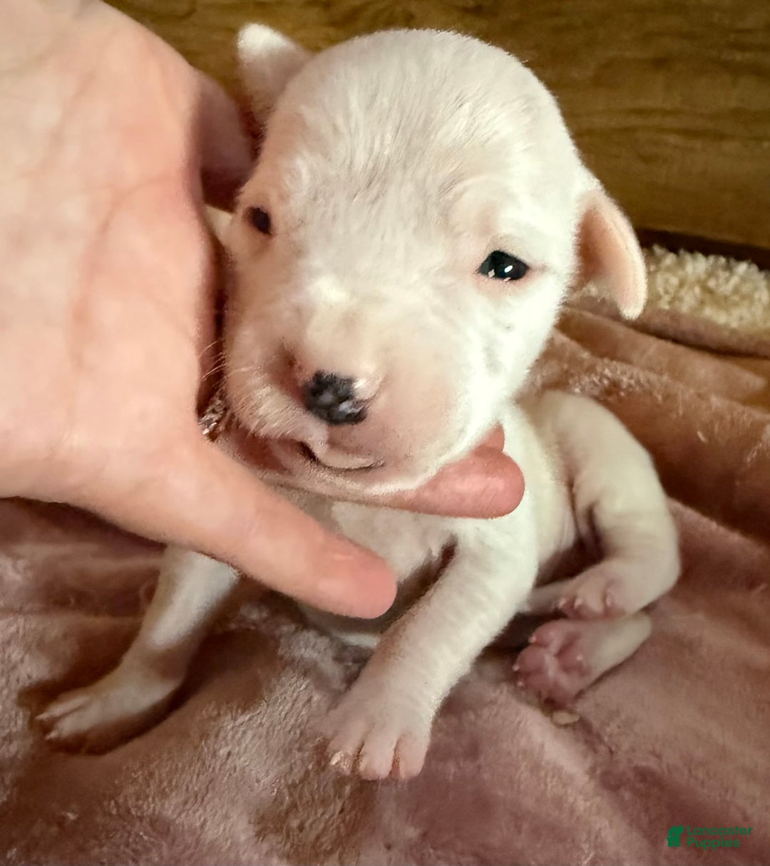 Dogo Argentino dogs for sale: M6 - Image 2