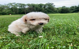 Mini Goldendoodle dogs for sale: Sadie - Image 5