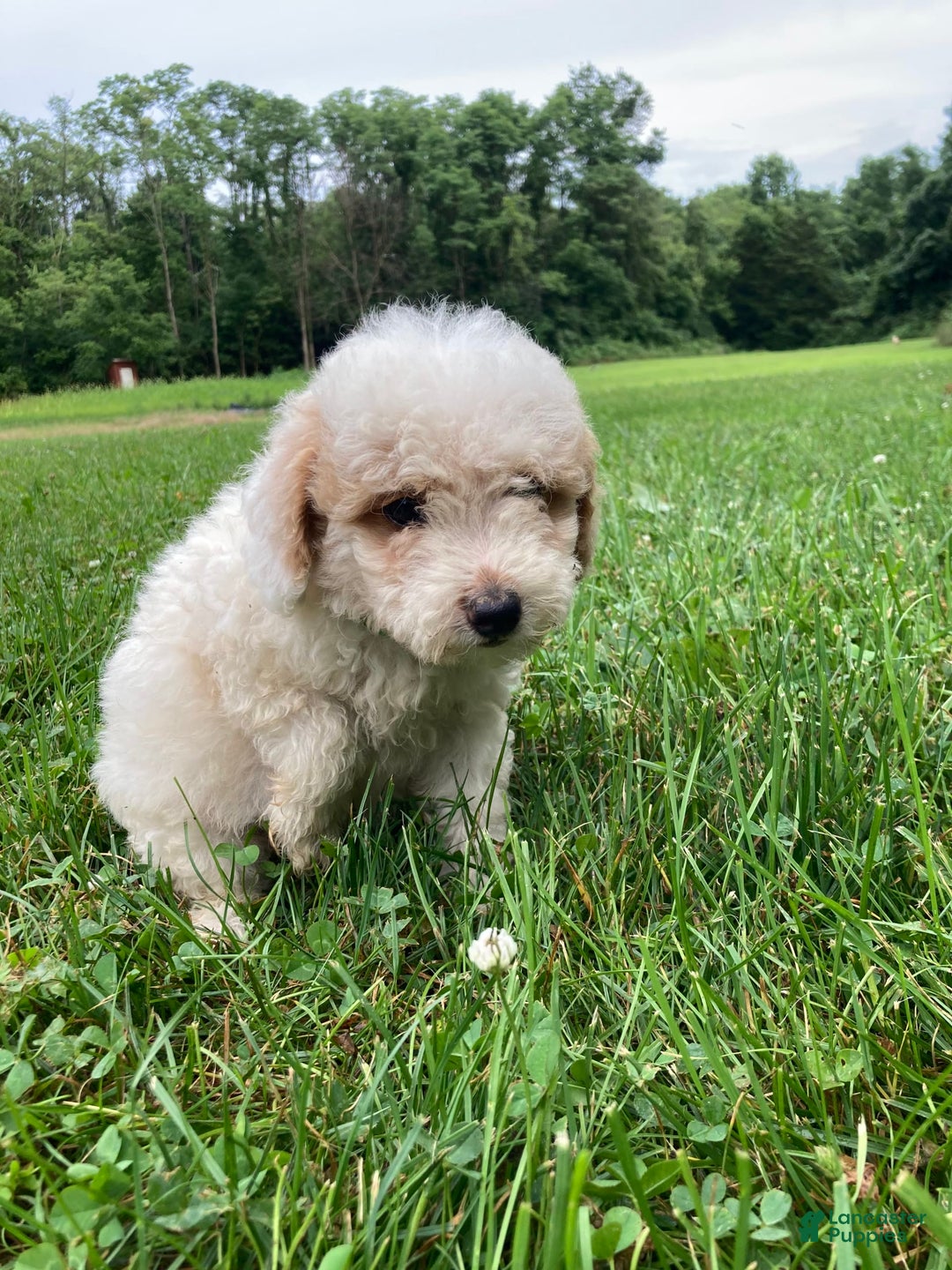 Mini Goldendoodle dogs for sale: Sadie - Image 5