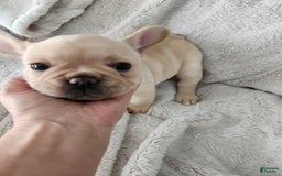 French Bulldog dogs for sale: Bijou - Image 3