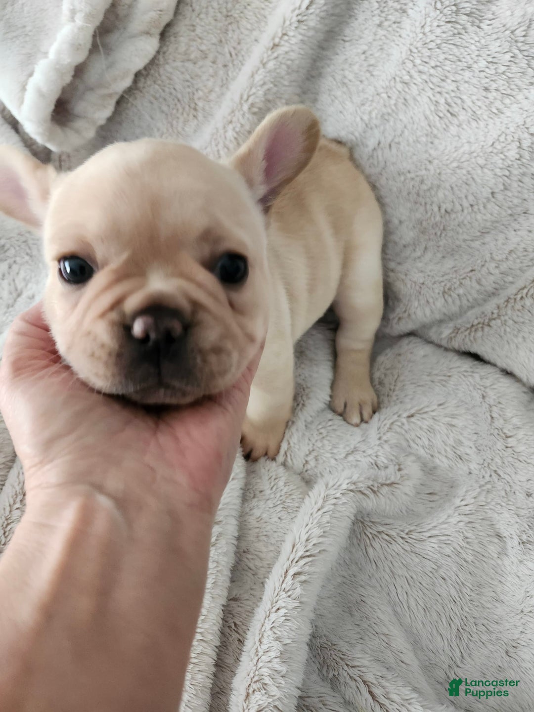 French Bulldog dogs for sale: Bijou - Image 3