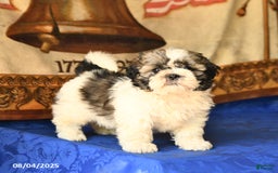 Shih Tzu dogs for sale: Buddy - Image 1