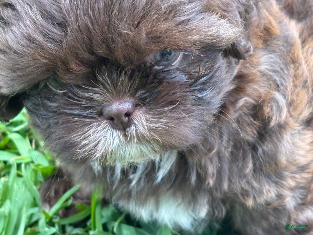 Shih Tzu dogs for sale: Kaylee - Image 7