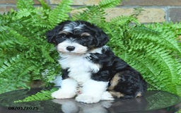 Mini Aussiedoodle dogs for sale: Cutie - Image 5