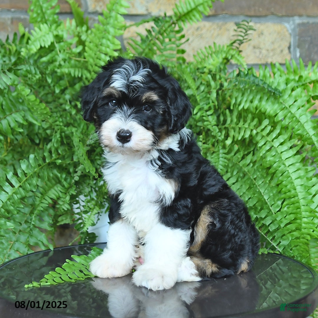 Mini Aussiedoodle dogs for sale: Cutie - Image 5