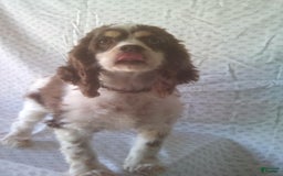 Cocker Spaniel dogs for sale: Chip - Image 6