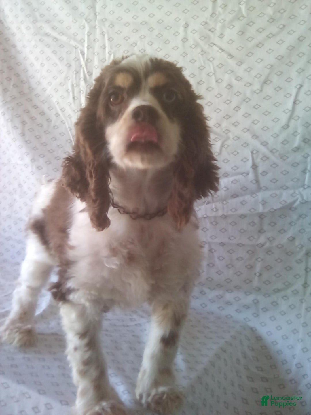 Cocker Spaniel dogs for sale: Chip - Image 6