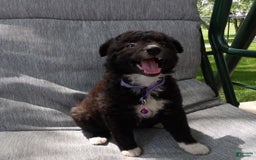 Border Collie dogs for sale: Bethany - Image 3