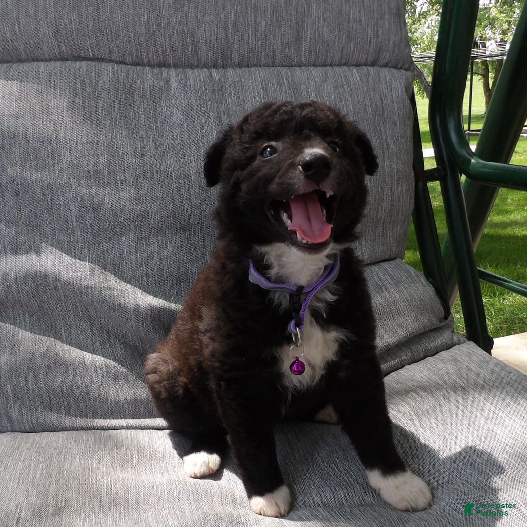 Border Collie dogs for sale: Bethany - Image 3