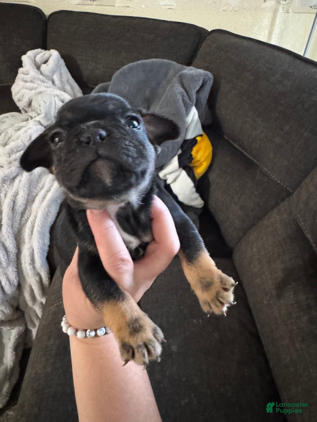 French Bulldog dogs for sale: French Bulldog 3 puppies - Image 4