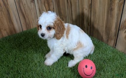 Cavapoo dogs for sale: Fiona Girl 1 - Image 9