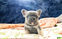 French Bulldog dogs for sale: Cosmo - Image 2