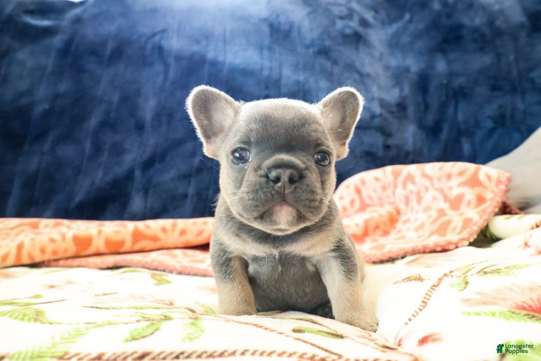 French Bulldog dogs for sale: Cosmo - Image 2