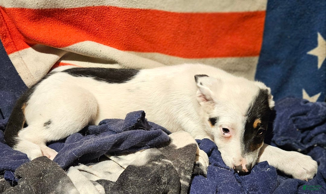 Border Collie dogs for sale: Gumbi - Image 24