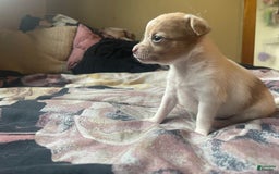 Chihuahua dogs for sale: Bia - Image 3