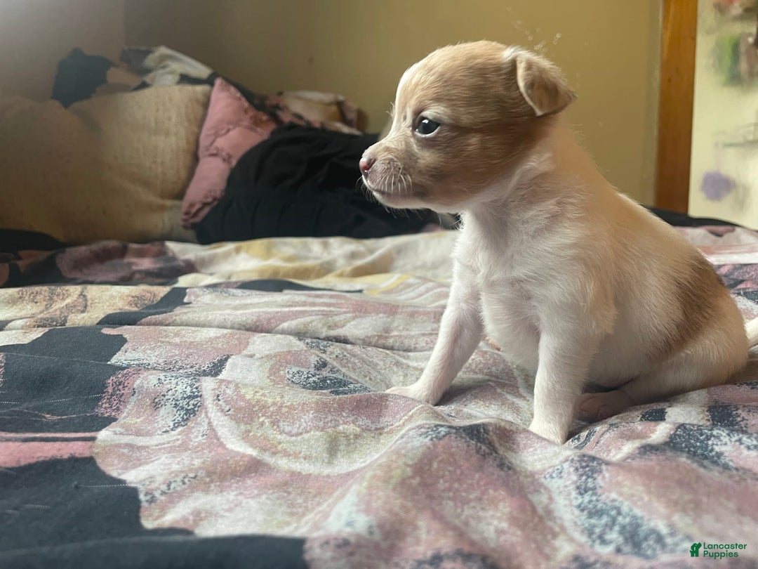 Chihuahua dogs for sale: Bia - Image 3
