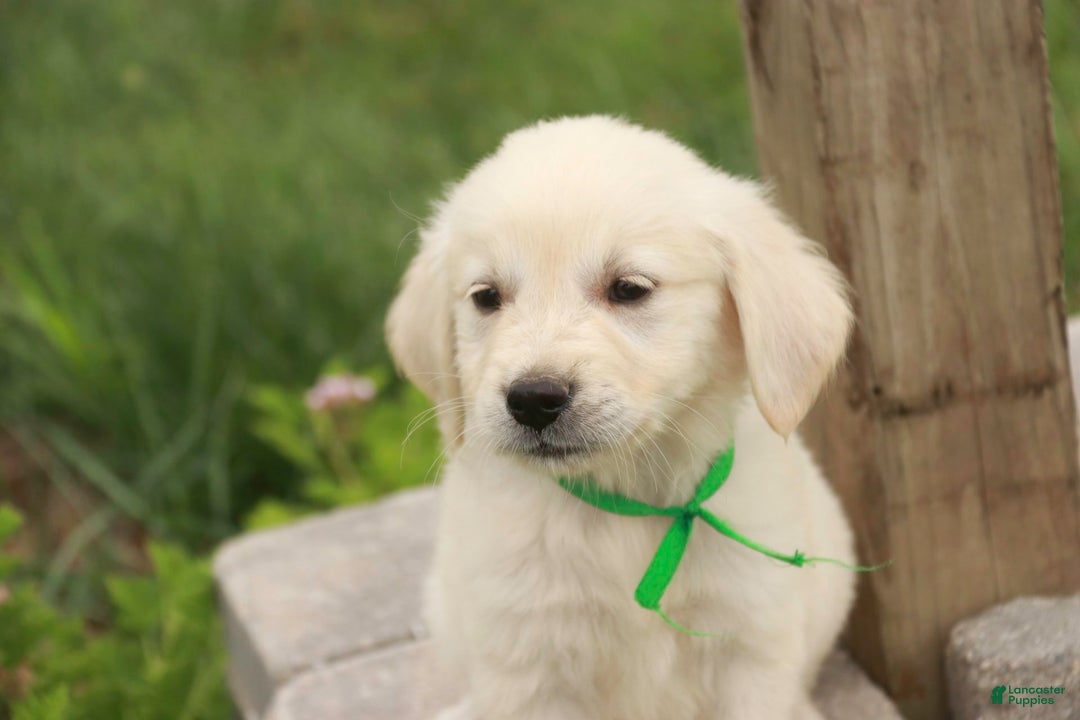 Golden Retriever dogs for sale: Tawny - Image 2