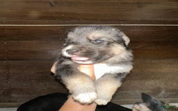 Gerberian Shepsky dogs for sale: Kaos - Image 3