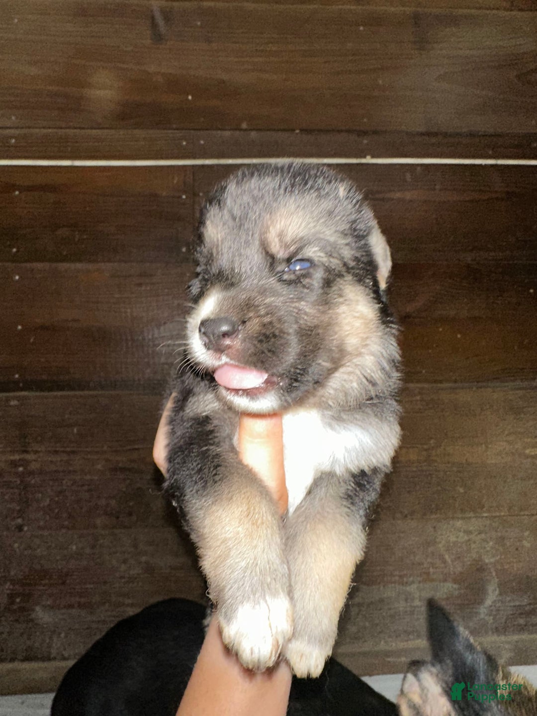 Gerberian Shepsky dogs for sale: Kaos - Image 3