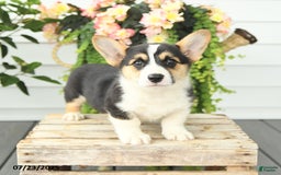 Welsh Corgi Pembroke dogs for sale: Pluto - Image 3
