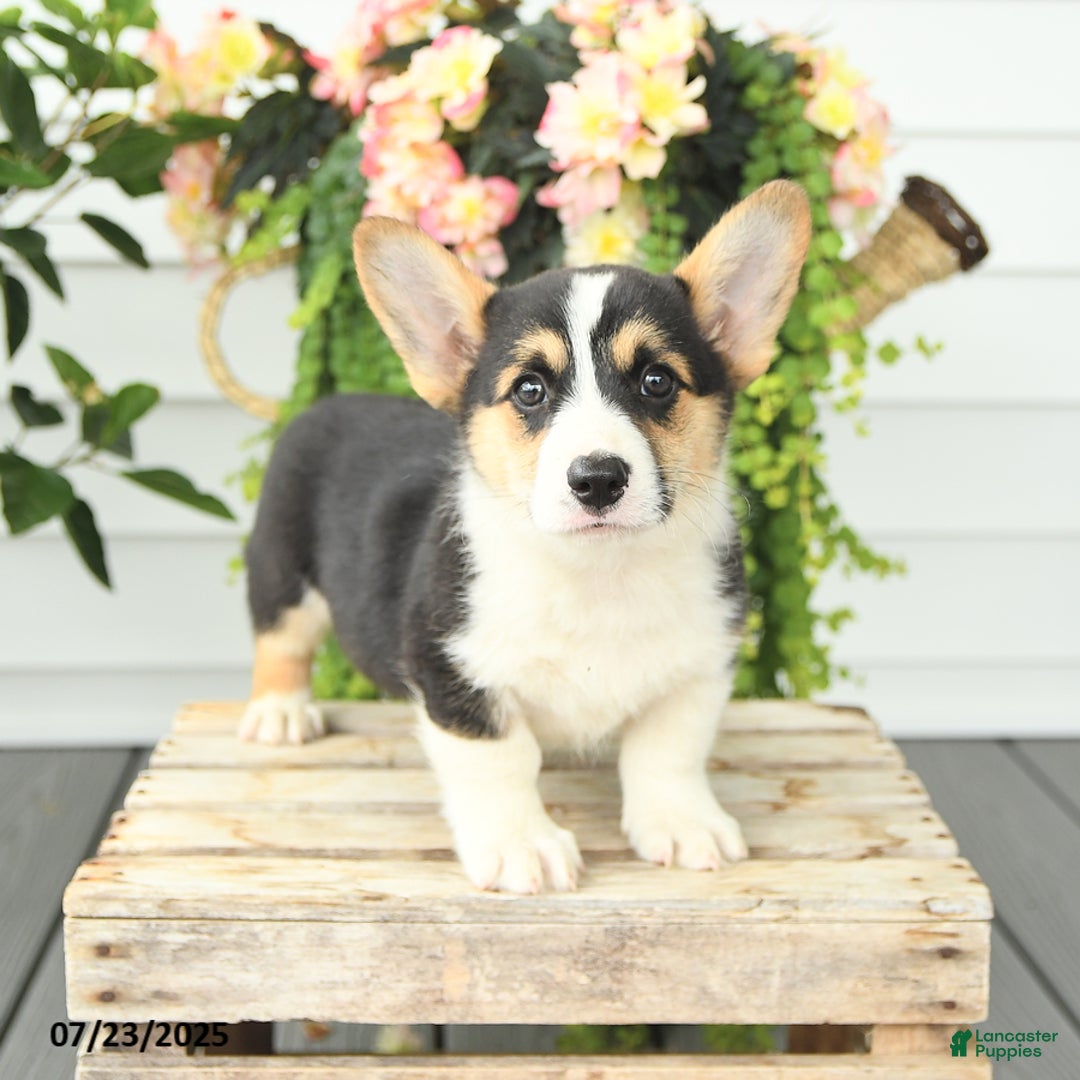 Welsh Corgi Pembroke dogs for sale: Pluto - Image 3