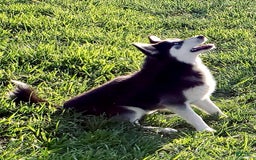 Alaskan Klee Kai dogs for sale: Blue Collar - Image 4