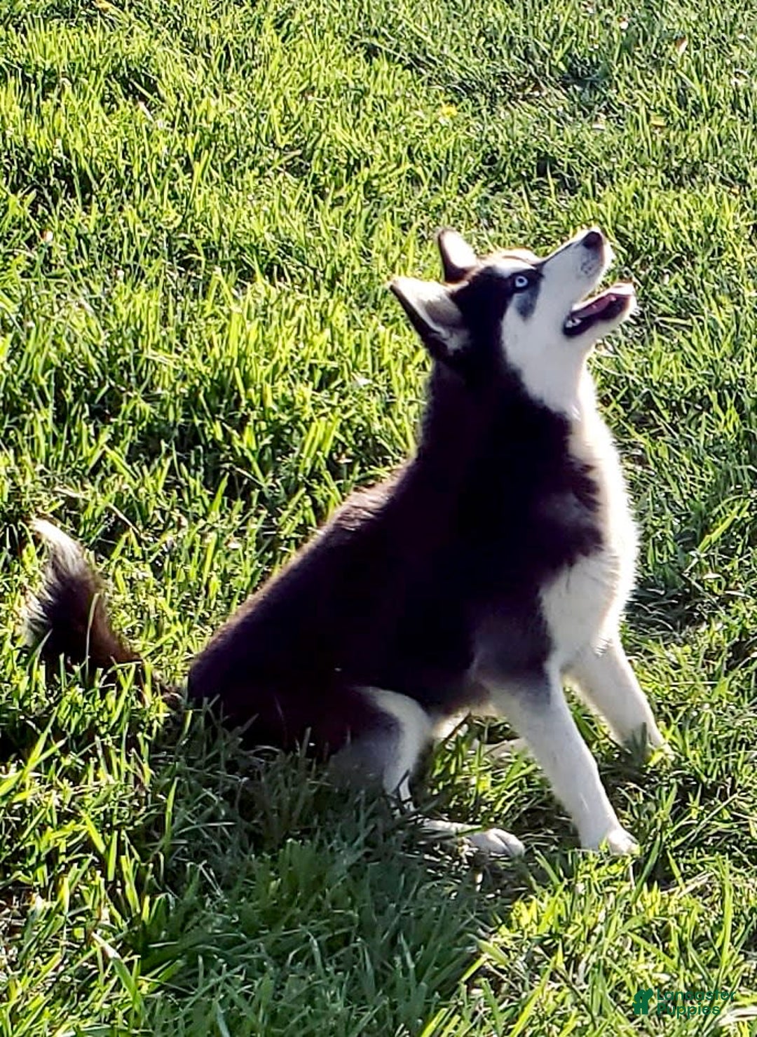 Alaskan Klee Kai dogs for sale: Blue Collar - Image 4