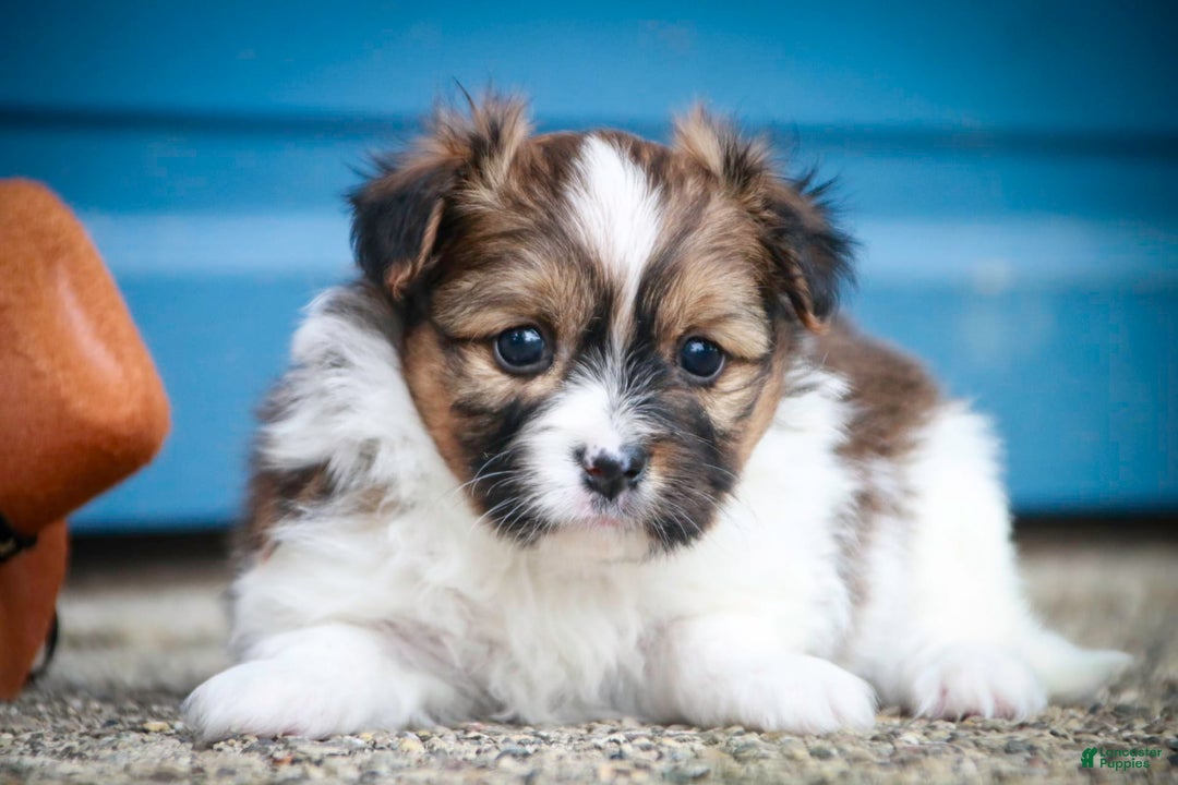 Papillon dogs for sale: Rome - Image 15